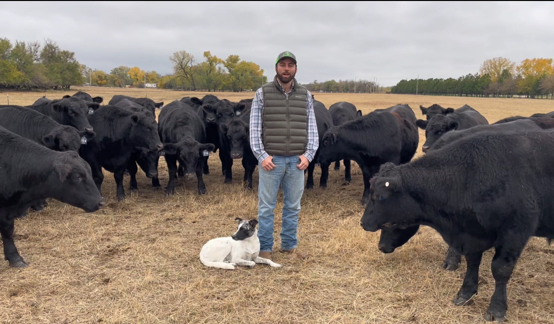 Grady standing with cattle