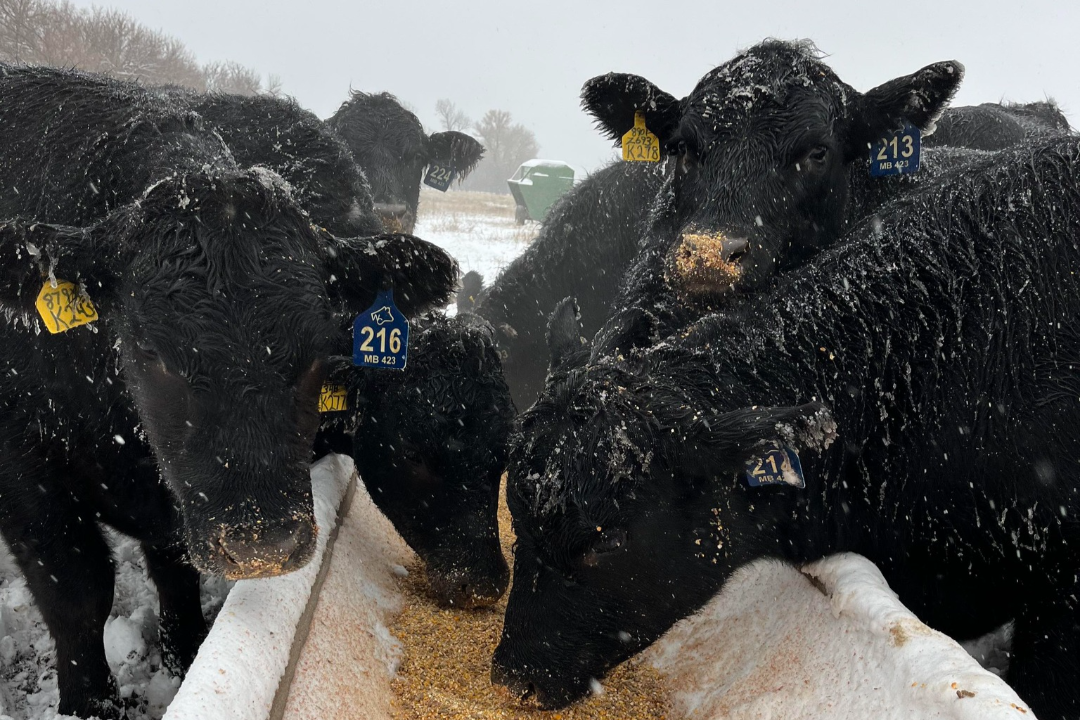 Woodard Cattle Company calves at bunk